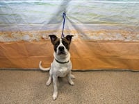 SKIPPER - Photo 1