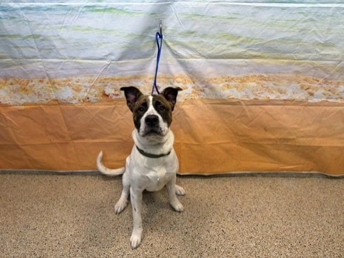 SKIPPER - American Bulldog available for adoption