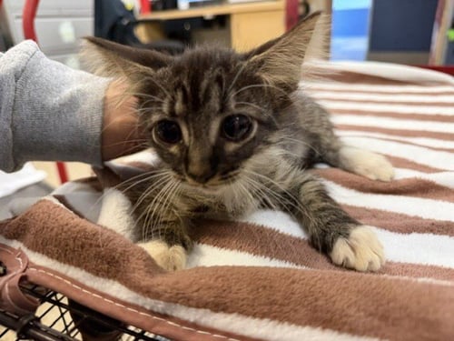ATHINA - Domestic Medium Hair available for adoption