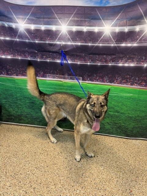 LUNA - German Shepherd Dog available for adoption