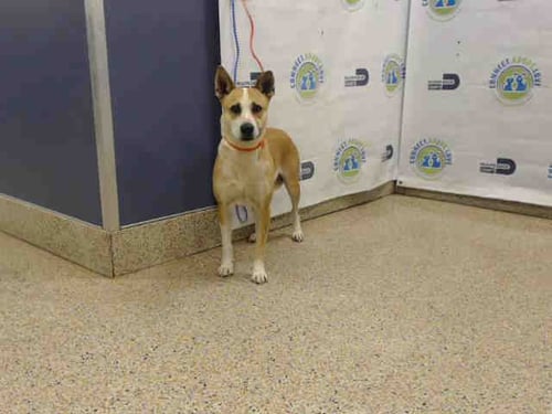 TYRA - Smooth Fox Terrier available for adoption