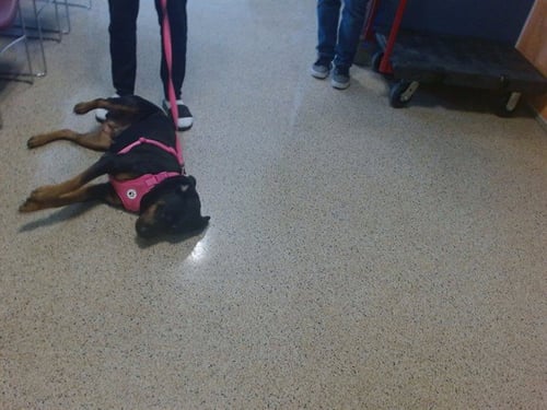 DAISY - Rottweiler available for adoption
