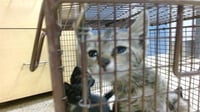 MARBLES - Photo 1