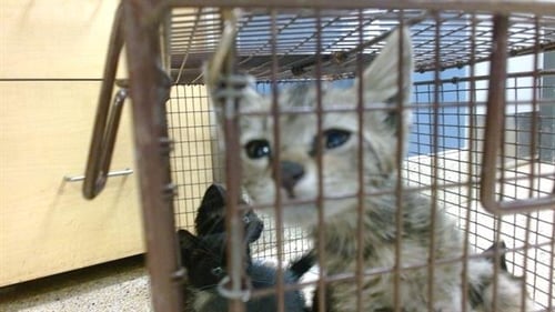 MARBLES - Domestic Short Hair available for adoption