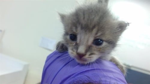 CAMERON - Domestic Short Hair available for adoption