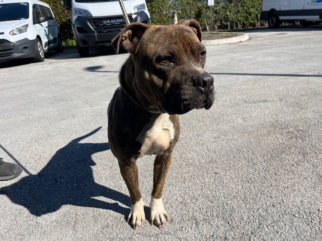 ROCKY - American Bulldog available for adoption