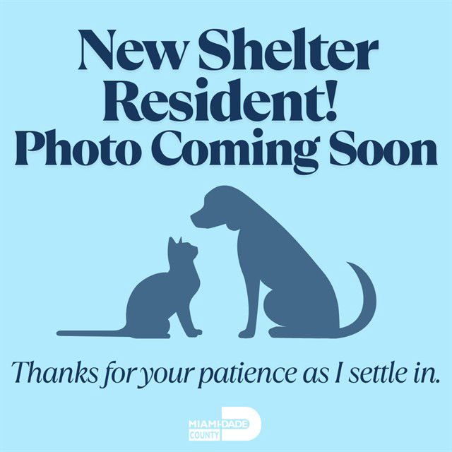 CHESTER - Domestic Short Hair available for adoption