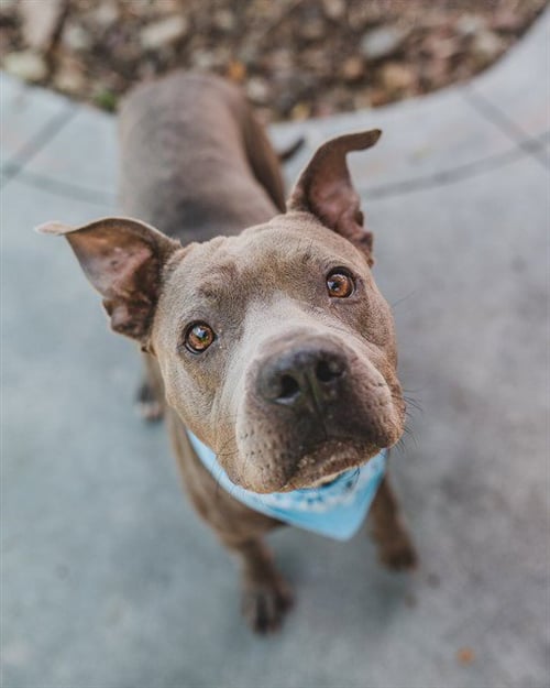 MOJO - Pit Bull Terrier available for adoption