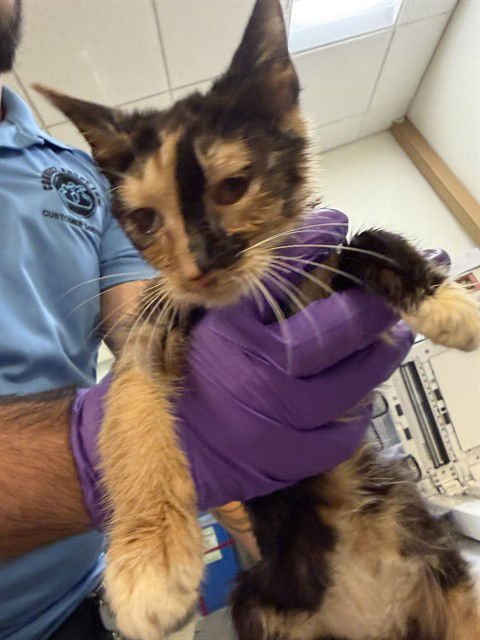 TINA - Domestic Short Hair available for adoption