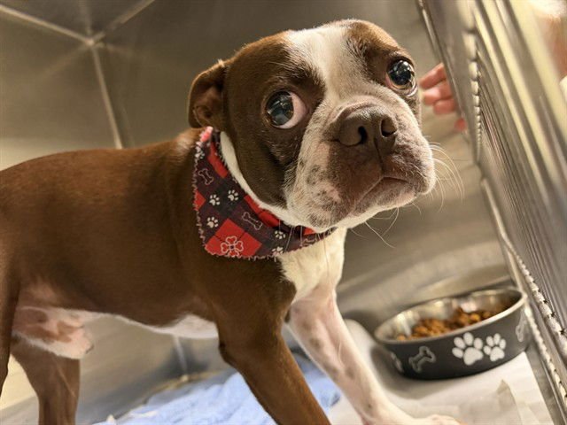 CHIQUITICO - Boston Terrier available for adoption