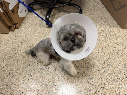 GINO - Maltese / Shih Tzu available for adoption