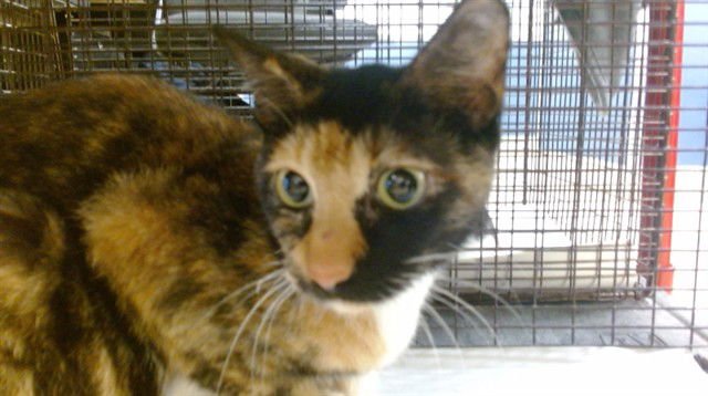 BABY MAMA - Domestic Short Hair available for adoption