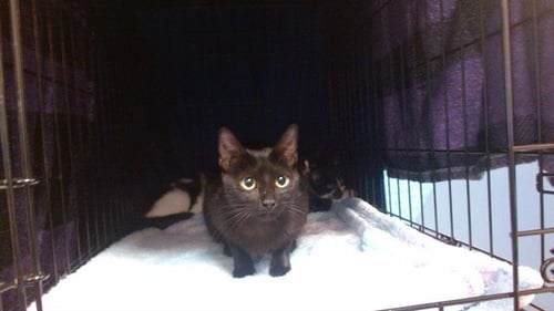 LIL BIT - Domestic Short Hair available for adoption
