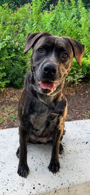MILA - Pointer available for adoption