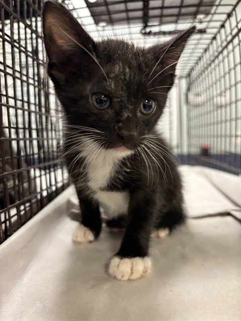 A2821182 - Domestic Short Hair available for adoption