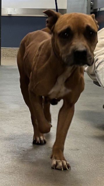 SHAYLA - American Bulldog available for adoption