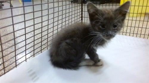 PUNCHO - Domestic Short Hair available for adoption