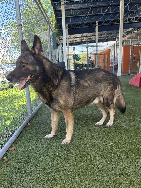 DINO - German Shepherd Dog available for adoption