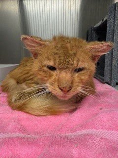 SCRUFFY - Domestic Short Hair available for adoption