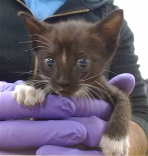 DIXIE - Domestic Short Hair available for adoption
