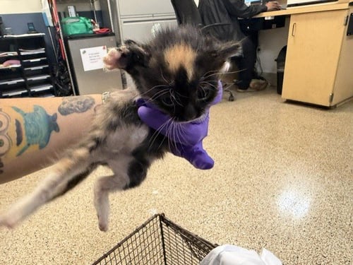 TINA - Domestic Short Hair available for adoption