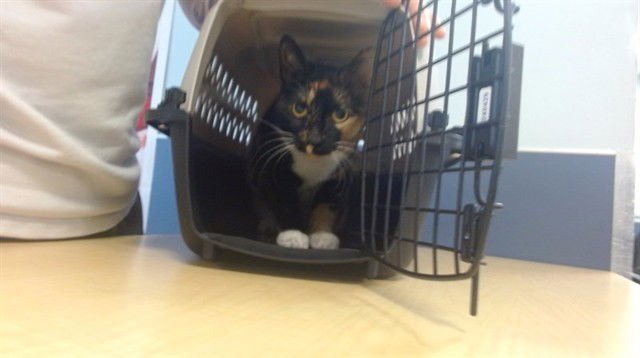 TULIP - Domestic Short Hair available for adoption