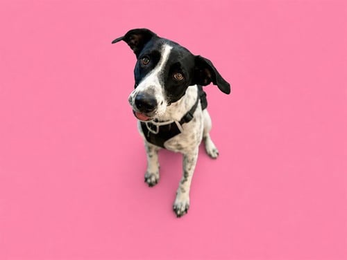 LUNA - Pointer available for adoption