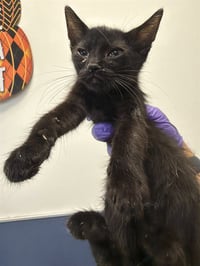 CAT 1 - Photo 1