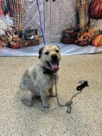 BOBBY BUBBLES - Photo 1