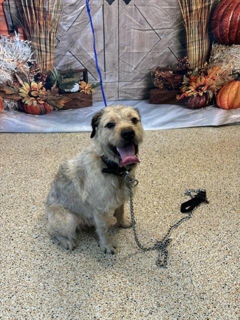 BOBBY BUBBLES - Border Terrier available for adoption