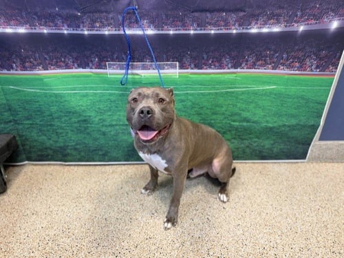 BRUT - American Bulldog available for adoption