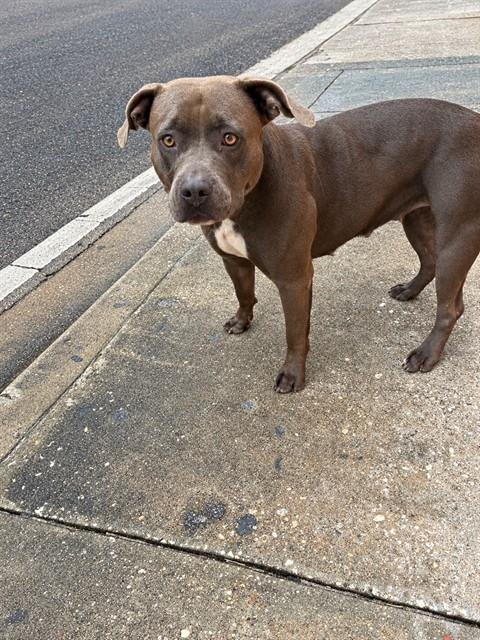 ABI - Pit Bull Terrier available for adoption