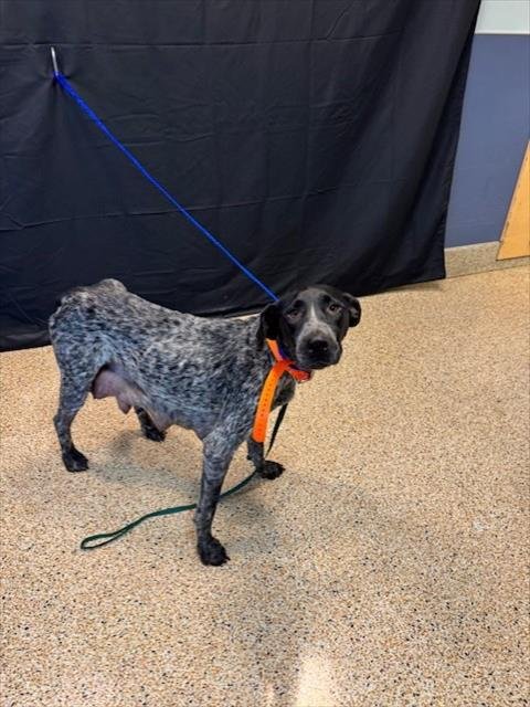 LILY GIRL - German Shorthaired Pointer available for adoption