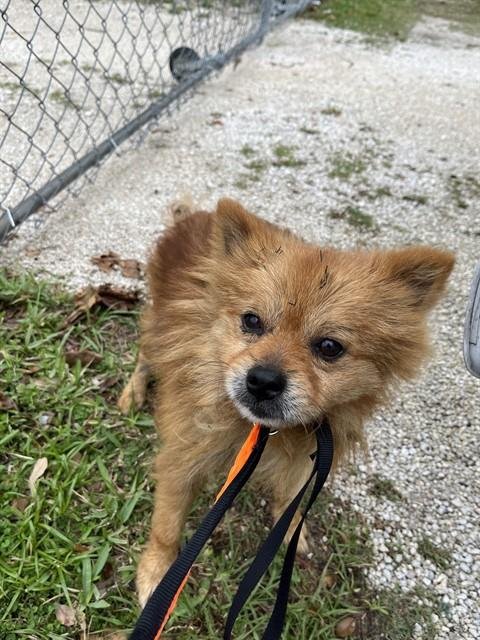 ZORO - Pomeranian available for adoption