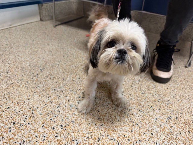 TOFU - Shih Tzu available for adoption