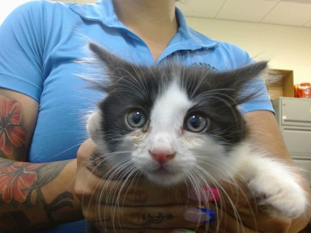 STEFANO - Domestic Long Hair available for adoption