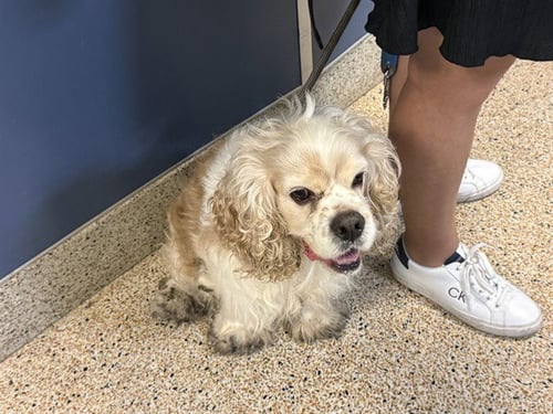 SAGE - Cocker Spaniel available for adoption