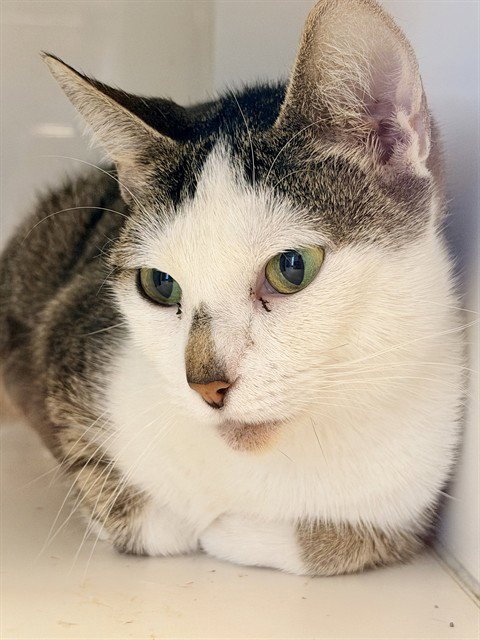 PANZA - Domestic Short Hair available for adoption