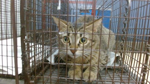 A2768068 - Domestic Short Hair available for adoption