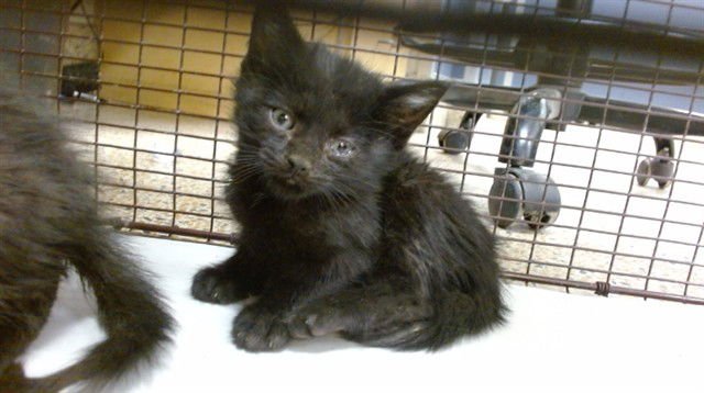 KARL - Domestic Short Hair available for adoption