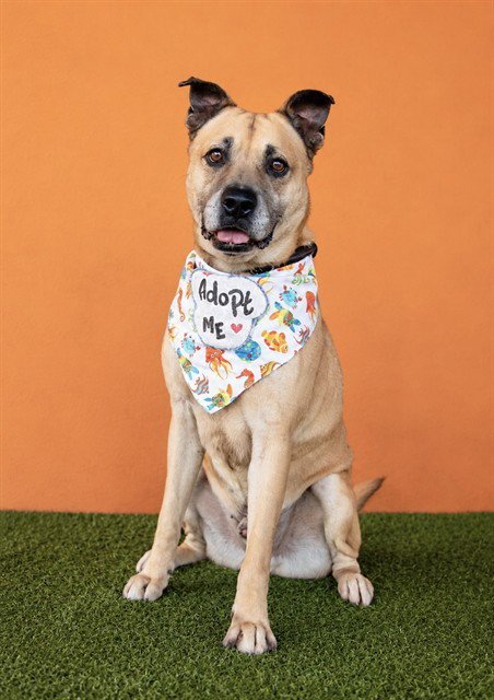 MELO - German Shepherd Dog available for adoption
