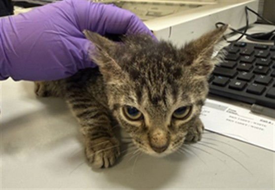 KENJI - Domestic Short Hair available for adoption