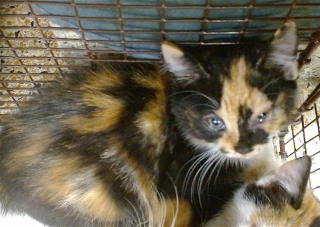 ANYA - Domestic Short Hair available for adoption