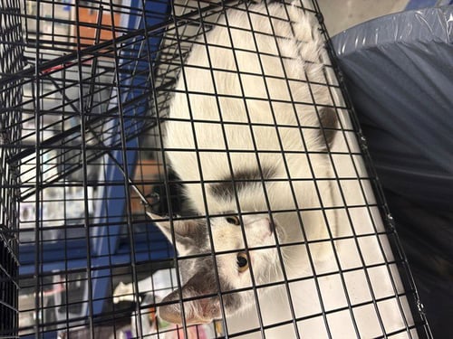 WIKI - Domestic Short Hair available for adoption
