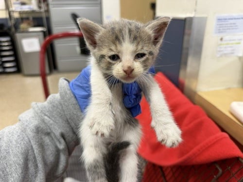 PIXIE - Domestic Short Hair available for adoption