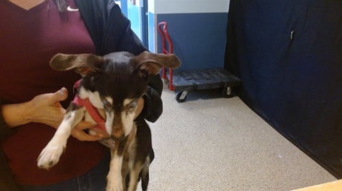 BELLA - Terrier / Chihuahua available for adoption