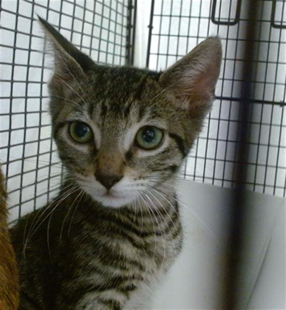 TANK - Domestic Short Hair available for adoption