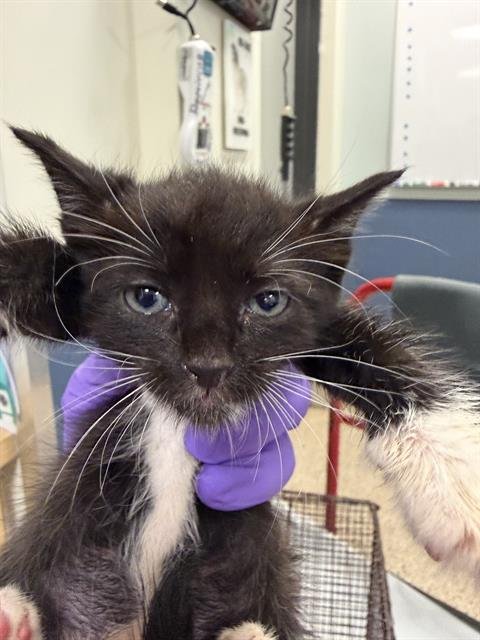 TOMMY - Domestic Short Hair available for adoption