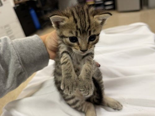 KIT 1 - Domestic Short Hair available for adoption