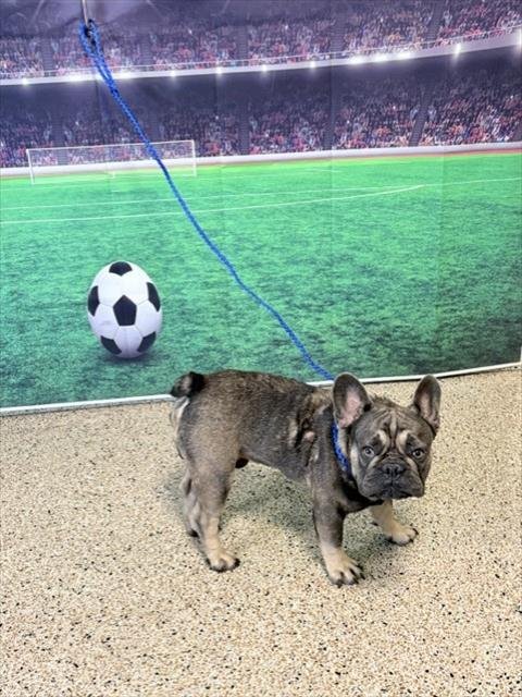 BOW - French Bulldog available for adoption